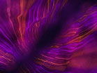 Flow Line Purple Gold