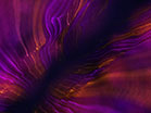 Flow Line Purple Gold Slow