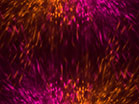 Prismatic Pink Orange Burst