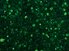 Snowglobe Emerald Dust