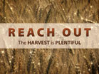 Reach Out Wheat