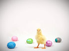 Baby Chick With Eggs