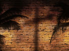 Cross Palm Shadows 2