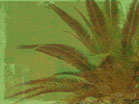 Grunge Palm