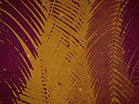 Palm Sunday Watercolors Orange Fast