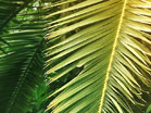 Palms