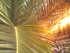 Palms Wind 2