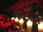 Poinsettias