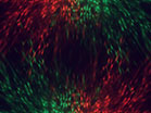 Prismatic Red Green Christmas Burst