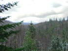 Snowy Forest