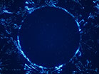 Sparkle Snowflakes Circle