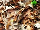Autumn Longplay