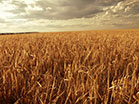Fall Harvest Longplay