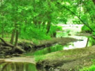Nature Longplay