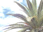 Palms Longplay