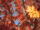 Autumn Reflections