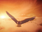 Bald Eagle Soaring Clouds