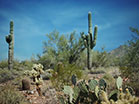 Desert Cactus Blue Sky