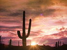 Desert Sunset