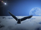 Eagle Soaring Clouds Night