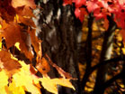 Fall Colors