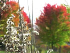 Fall Cotton