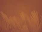 Fall Focus Fuzzy Grass Calm