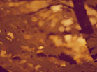 Fall Focus Gold Pink