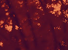 Fall Focus Magenta