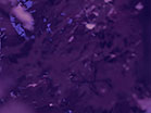 Fall Focus Purple Night