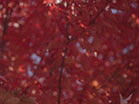 Fall Focus Red Blur