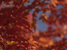 Fall Focus Red Orange
