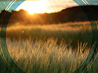 Fall Harvest Barley Field