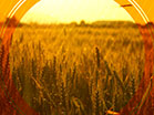 Fall Harvest Golden Wheat