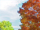 Fall Tree