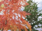Falling Leaves