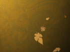 Falling Leaves 2