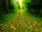 Forest Path
