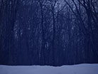 Forest Snow Falling
