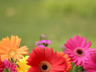 Gerber Daisies