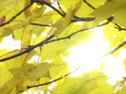 Gold Leaves