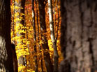 Golden Forest
