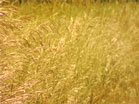 Golden Grass
