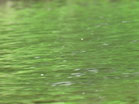 Green Brook