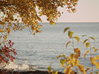 Lake Shore Golden Tree