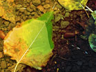 Leaf Pool