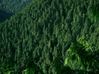 Mountain Pines Close Up