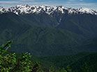 Mountain Pines Majestic Peaks