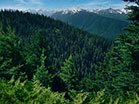 Mountain Pines Rolling Forest