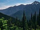 Mountain Pines Tall Trees